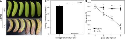 Changes of Morphology, Chemical Compositions, and the Biosynthesis Regulations of Cuticle in Response to Chilling Injury of Banana Fruit During Storage